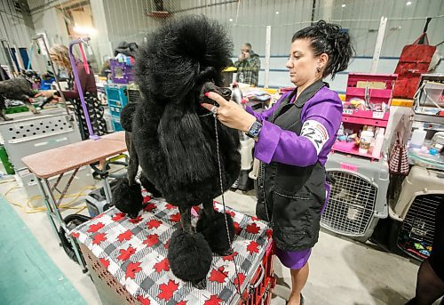 JOHN WOODS / FREE PRESS
Carolyne Sybulsky, grooms Shine, a standard poodle, before showing Shine at the Assiniboine Kennel Club Dog Show at St Norbert Community Centre Sunday, March 31, 2024. 

Reporter: standup