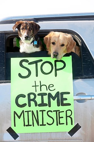 01042024
A pair of dogs in one of the protesters' vehicles frame the message on Monday. (Tim Smith/The Brandon Sun)