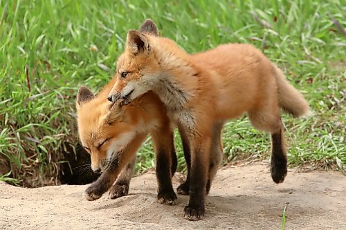 Two red fox kits play outside their den near Highway 10 south of Brandon on a warm Monday afternoon. (Tim Smith/The Brandon Sun)