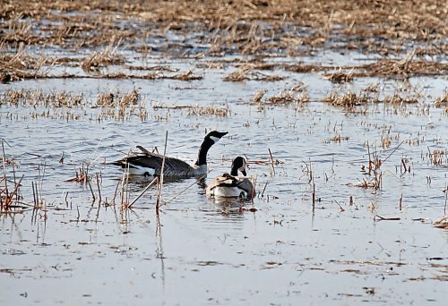 A pair of Canada geese swim in a field of meltwater in Grand Valley west of Brandon on Friday morning. (Matt Goerzen/The Brandon Sun)