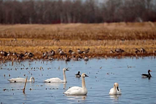 09042024
Geese, swans and ducks share a temporary swimming hole made by melted snow in a field northwest of Brandon during spring migration north on Monday.
(Tim Smith/The Brandon Sun)
