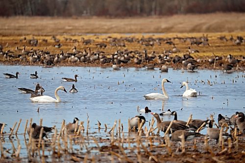 09042024
Geese, swans and ducks share a temporary swimming hole made by melted snow in a field northwest of Brandon during spring migration north on Monday.
(Tim Smith/The Brandon Sun)