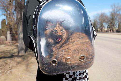 09042024
Mystique hitches a ride in a special backpack with owner Shuvi Buhler as Buhler walks along 18th Street in Brandon&#x2019;s south end with Alex Lovering on a sunny Tuesday. 
(Tim Smith/The Brandon Sun)
