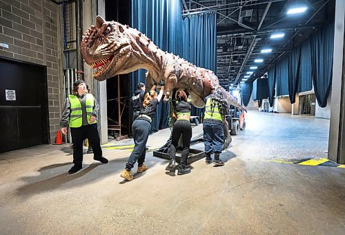Ruth Bonneville / Free Press

ENT - dinos,  Preview of Jurassic Quest

Stage crews push a replica of a carnotaurus into the main showroom in preparation for Jurassic Quest, an interactive animatronic dinosaur experience running this weekend at the Convention Centre.RBC Convention Centre

Dinosaur Trainer, Samira Lyons, in the  exhibition space where dinos are getting assembled and brought to life Thursday in preparation for the show.   


Eva Wasney'a story

April 11th,  2024
