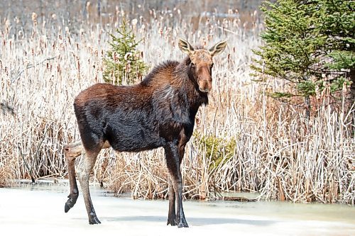 11042024
A moose walks along a frozen pond along Highway 10 in Riding Mountain National Park on a mild and sunny Thursday afternoon. 
(Tim Smith/The Brandon Sun)