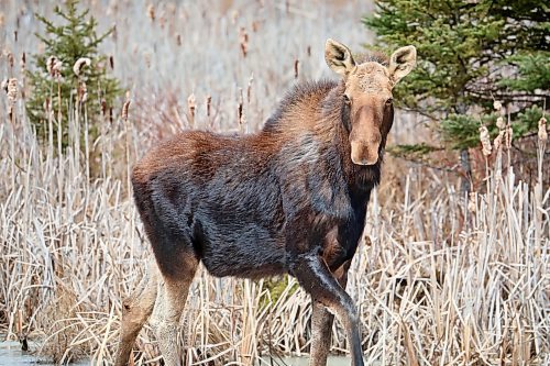 11042024
A moose walks along a frozen pond along Highway 10 in Riding Mountain National Park on a mild and sunny Thursday afternoon. 
(Tim Smith/The Brandon Sun)