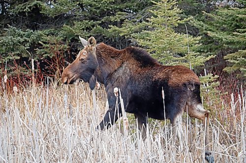 11042024
A moose walks along the edge of a pond along Highway 10 in Riding Mountain National Park on a mild and sunny Thursday afternoon. 
(Tim Smith/The Brandon Sun)