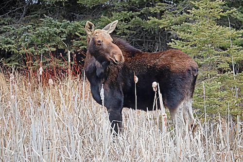 11042024
A moose walks along the edge of a pond along Highway 10 in Riding Mountain National Park on a mild and sunny Thursday afternoon. 
(Tim Smith/The Brandon Sun)