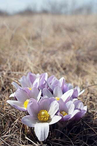 Prairie crocuses bloom on a hill in the Assiniboine River valley north of Alexander on a sunny Monday. The crocus, Manitoba’s provincial flower, is one of the first wildflowers to bloom each spring. (Tim Smith/The Brandon Sun)