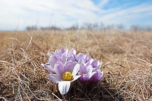 15042024
Prairie crocus&#x2019; bloom on a hill in the Assiniboine River valley north of Alexander on a sunny Monday. The crocus, Manitoba&#x2019;s provincial flower, is one of the first wildflowers to bloom each spring. 
(Tim Smith/The Brandon Sun)