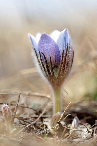 15042024
A prairie crocus begins to bloom on a hill in the Assiniboine River valley north of Alexander on a sunny Monday. The crocus, Manitoba&#x2019;s provincial flower, is one of the first wildflowers to bloom each spring. 
(Tim Smith/The Brandon Sun)