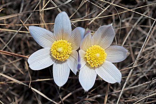 15042024
Prairie crocus&#x2019; bloom on a hill in the Assiniboine River valley north of Alexander on a sunny Monday. The crocus, Manitoba&#x2019;s provincial flower, is one of the first wildflowers to bloom each spring. 
(Tim Smith/The Brandon Sun)