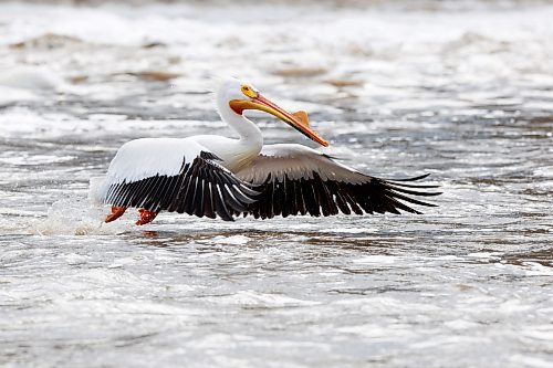 MIKE DEAL / FREE PRESS
Pelicans frolic in the frothy water by the Lockport Dam Monday afternoon.
240415 - Monday, April 15, 2024.