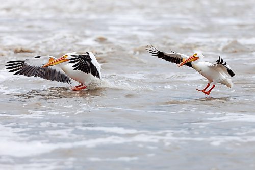 MIKE DEAL / FREE PRESS
Pelicans frolic in the frothy water by the Lockport Dam Monday afternoon.
240415 - Monday, April 15, 2024.