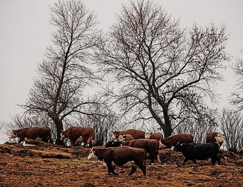 JOHN WOODS / FREE PRESS
Cows on Don Guilford&#x2019;s farm is photographed Tuesday, April 16, 2024. Don Guilford, a cattle farmer near Clearwater who conserves wetland on his property has entered into partnership with Ducks Unlimited to preserve the wetlands.

Reporter: JS