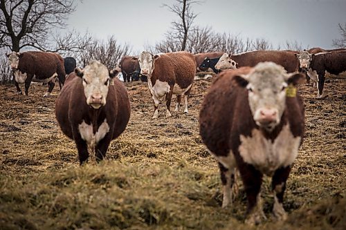 JOHN WOODS / FREE PRESS
Cows on Don Guilford&#x2019;s farm is photographed Tuesday, April 16, 2024. Don Guilford, a cattle farmer near Clearwater who conserves wetland on his property has entered into partnership with Ducks Unlimited to preserve the wetlands.

Reporter: JS