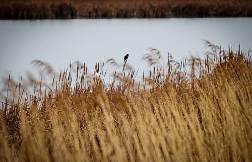 JOHN WOODS / FREE PRESS
A red-winged blackbird on Don Guilford&#x2019;s farm is photographed Tuesday, April 16, 2024. Don Guilford, a cattle farmer near Clearwater who conserves wetland on his property has entered into partnership with Ducks Unlimited to preserve the wetlands.

Reporter: JS