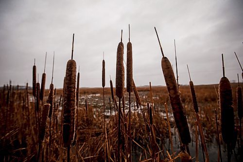 JOHN WOODS / FREE PRESS
Bulrushes in front of a section of wetland which is experiencing low water levels on Don Guilford&#x2019;s farm is photographed Tuesday, April 16, 2024. Don Guilford, a cattle farmer near Clearwater who conserves wetland on his property has entered into partnership with Ducks Unlimited to preserve the wetlands.

Reporter: JS