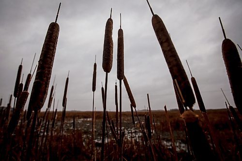 JOHN WOODS / FREE PRESS
Bulrushes in front of a section of wetland which is experiencing low water levels on Don Guilford&#x2019;s farm is photographed Tuesday, April 16, 2024. Don Guilford, a cattle farmer near Clearwater who conserves wetland on his property has entered into partnership with Ducks Unlimited to preserve the wetlands.

Reporter: JS