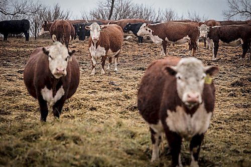 JOHN WOODS / FREE PRESS
Cows on Don Guilford&#x2019;s farm is photographed Tuesday, April 16, 2024. Don Guilford, a cattle farmer near Clearwater who conserves wetland on his property has entered into partnership with Ducks Unlimited to preserve the wetlands.

Reporter: JS