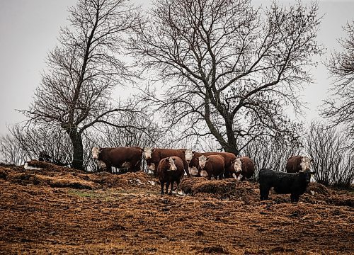 JOHN WOODS / FREE PRESS
Cows on Don Guilford&#x2019;s farm is photographed Tuesday, April 16, 2024. Don Guilford, a cattle farmer near Clearwater who conserves wetland on his property has entered into partnership with Ducks Unlimited to preserve the wetlands.

Reporter: JS