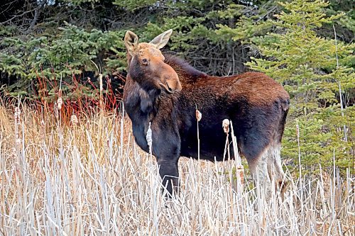 A moose walks along the edge of a pond along Highway 10 in Riding Mountain National Park on a mild and sunny afternoon. (Tim Smith/The Brandon Sun)
