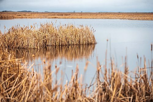 MIKAELA MACKENZIE / FREE PRESS

Oak Hammock Marsh wetlands on Wednesday, April 17, 2024.  

For JS story.