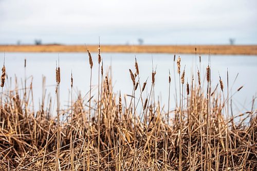 MIKAELA MACKENZIE / FREE PRESS

Oak Hammock Marsh wetlands on Wednesday, April 17, 2024.  

For JS story.