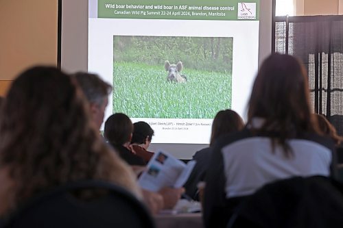 23042024
Participants watch a presentation during the Wild Pigs Summit at the Dome Building on Tuesday.
(Tim Smith/The Brandon Sun)