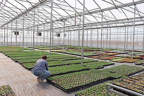 Colleen Zacharias / Free Press
The overflow greenhouse at Schriemers Market Garden is brimming with more annuals for this year's customers.
