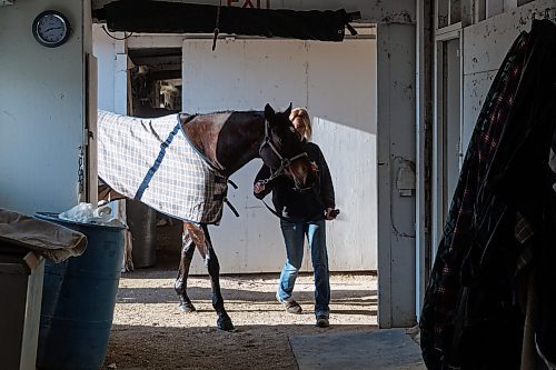MIKE DEAL / FREE PRESS
Faith brings a horse back in to the barn after washing his legs.
Faith Slywchuk is a student in the Horsemen&#x2019;s Benevolent and Protective Association (HBPA) Groom Training Program at Assiniboia Downs.
240424 - Wednesday, April 24, 2024.
