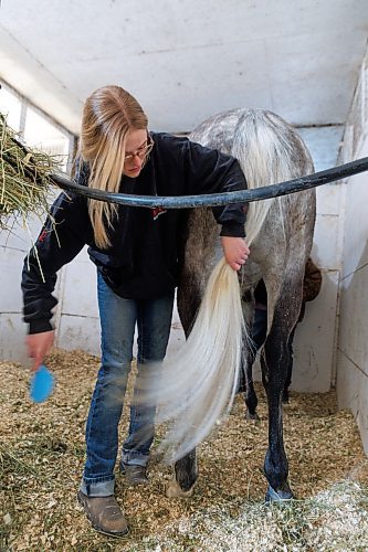 MIKE DEAL / FREE PRESS
Faith brushes out straw from a horses tail.
Faith Slywchuk is a student in the Horsemen&#x2019;s Benevolent and Protective Association (HBPA) Groom Training Program at Assiniboia Downs.
240424 - Wednesday, April 24, 2024.