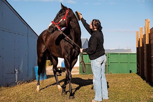 MIKE DEAL / FREE PRESS
Natalie brushes Ziggy down after washing their feet.
Natalie Gregory just graduated from the Horsemen&#x2019;s Benevolent and Protective Association (HBPA) Groom Training Program at Assiniboia Downs and landed a job with trainer Tiffany Husbands right away.
240424 - Wednesday, April 24, 2024.