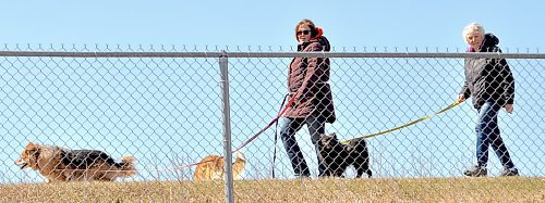 Dog walkers at John Reilly Field watch high school rugby players during a recent sunny day. (Jules Xavier/The Brandon Sun)