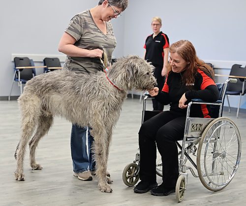 Rochelle Preston and Finnegan O’Reilly, her two-year-old Irish Wolfhound with Claire Mackley from the St. John Ambulance’s Therapy Dog Program. Mackley is an evaluator with the program and is judging to see how Finnegan reacts to scenarios he would face in hospital, personal care home or school. (Michele McDougall/The Brandon Sun)
