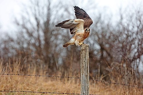 A hawk lifts off from a fencepost along a grid road west of Brandon on a rainy Monday. (Tim Smith/The Brandon Sun)
