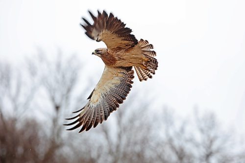 A hawk takes flight from a fencepost along a grid road west of Brandon on a rainy Monday. (Tim Smith/The Brandon Sun)
