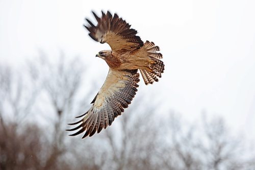 29042024
A hawk takes flight from a fencepost along a grid road west of Brandon on a rainy Monday. (Tim Smith/The Brandon Sun)
