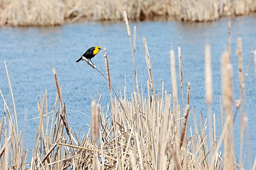 30042024
A yellow-headed blackbird perches on a cattail in a marsh north of Souris on a sunny Tuesday afternoon. (Tim Smith/The Brandon Sun)
