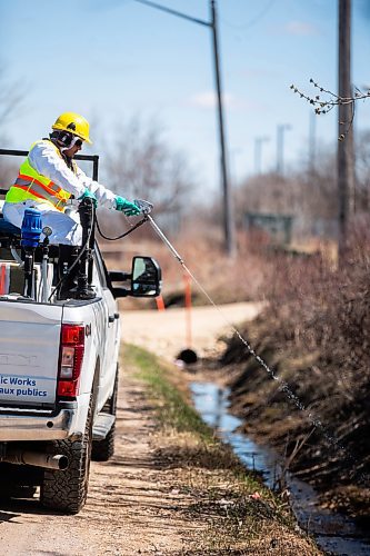 MIKAELA MACKENZIE / FREE PRESS

Ground crews demonstrate spraying a ditch during insect control season on Tuesday, April 30, 2024.  


For Malak story.