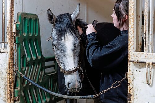 MIKE DEAL / FREE PRESS
Natalie Gregory removes the halter from Lady Roxanna after taking her for a walk.
Natalie Gregory just graduated from the Horsemen&#x2019;s Benevolent and Protective Association (HBPA) Groom Training Program at Assiniboia Downs and landed a job with trainer Tiffany Husbands right away.
240424 - Wednesday, April 24, 2024.