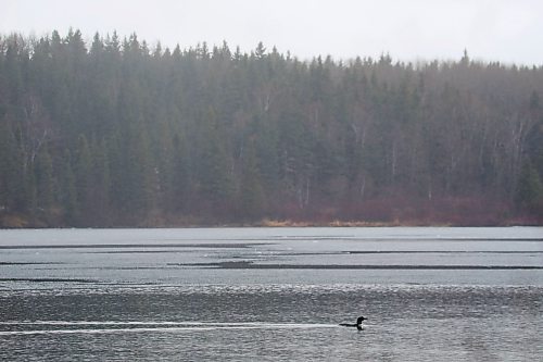 03052024
A loon swims in the partially ice-covered Clear Lake at Riding Mountain National Park on a rainy Friday afternoon. 
(Tim Smith/The Brandon Sun) 