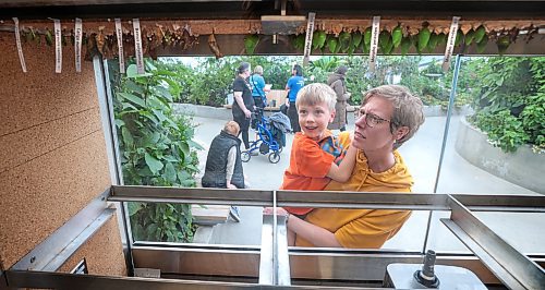 Ruth Bonneville / Free Press
Local - Chrysalis at The Leaf
Owen Kublik (5) with his mom Wendy Kublik, look through the glass at the variety of Chrysalis inside the biome. at the Leaf Friday.
Dr. Chris Enright, director of zoological operations looks over the 300 Chrysalis from behind the viewing glass in the biome at the Leaf Friday.
Exotic tropical butterflies, still in the chrysalis form will soon be fluttering back at The Leaf! Visitors can see the wide variety of tropical chrysalis from a window in the biome.
Kevin Rollason's story.
May 3rd, 2024