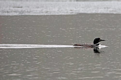03052024
A loon swims in the partially ice-covered Clear Lake at Riding Mountain National Park on a rainy Friday afternoon. 
(Tim Smith/The Brandon Sun) 