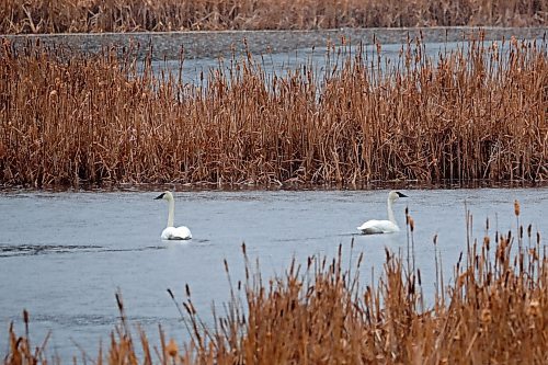 03052024
Two swans swim in a pond bordering Highway 10 at Riding Mountain National Park on a rainy Friday afternoon. 
(Tim Smith/The Brandon Sun) 