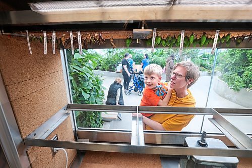 Ruth Bonneville / Free Press
Local - Chrysalis at The Leaf
Owen Kublik (5) with his mom Wendy Kublik, look through the glass at the variety of Chrysalis inside the biome. at the Leaf Friday.
Dr. Chris Enright, director of zoological operations looks over the 300 Chrysalis from behind the viewing glass in the biome at the Leaf Friday.
Exotic tropical butterflies, still in the chrysalis form will soon be fluttering back at The Leaf! Visitors can see the wide variety of tropical chrysalis from a window in the biome.
Kevin Rollason's story.
May 3rd, 2024