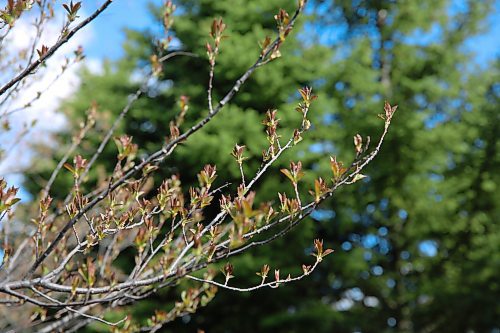 Chokecherry tree beginning to bud. The Souris Glenwood Community Garden has applied for grants so that more fruit trees can be grown. In addition to the chokecherries, there is a plum tree already at the garden. (Charlotte McConkey/The Brandon Sun)