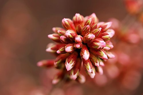 06052024
Nanking cherry buds begin to blossom in a yard in Brandon&#x2019;s south end on a windy and cool Monday. (Tim Smith/The Brandon Sun)