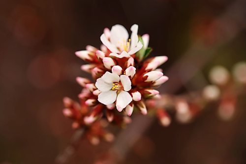 06052024
Nanking cherry buds begin to blossom in a yard in Brandon&#x2019;s south end on a windy and cool Monday. (Tim Smith/The Brandon Sun)