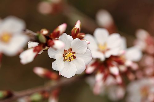 06052024
Nanking cherry buds begin to blossom in a yard in Brandon’s south end on a windy and cool Monday. (Tim Smith/The Brandon Sun)